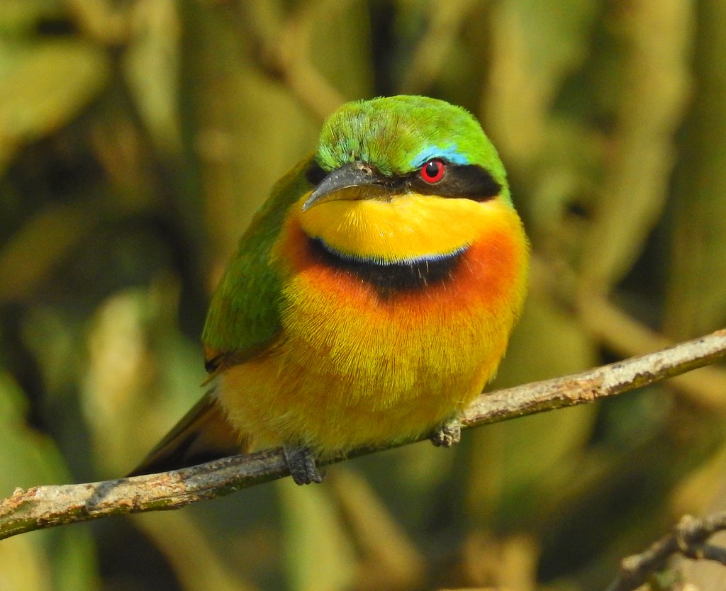 Conservation status world's smallest bird