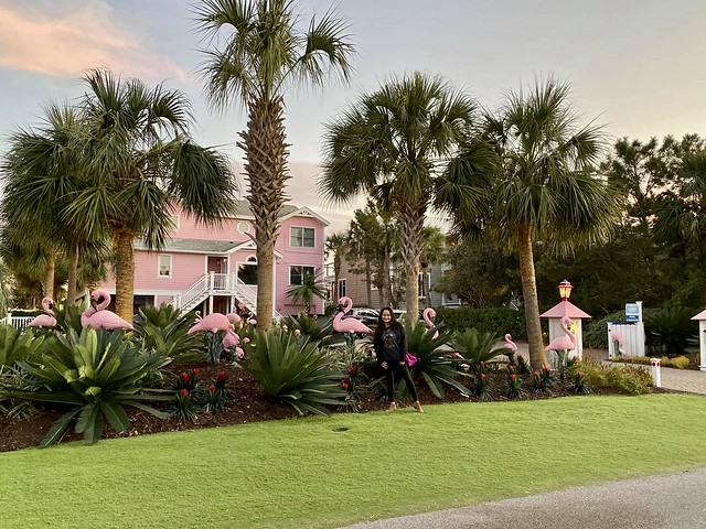 Charleston #charleston #visitcharleston #downtowncharleston #charlestonsouthcarolina #carolinas #isleofpalms #thebattery #beaches #flamingohouseflamingohouse #palmtree #southcarolina #flamingo #outsidephotography #mountpleasant #chas