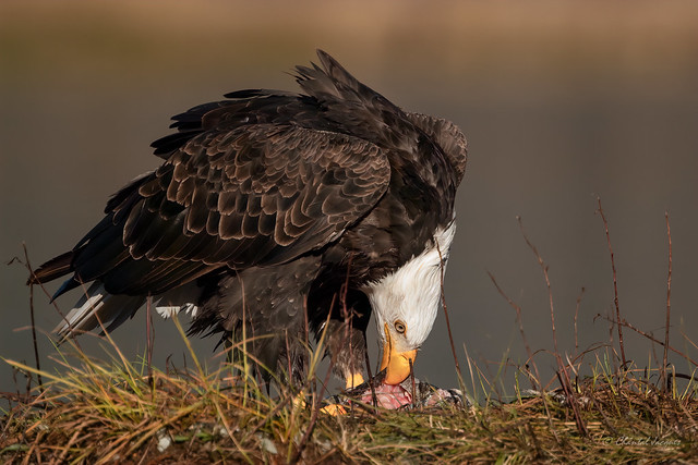 Feasting on Salmon - American Bald Eagle Style