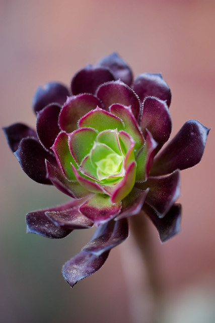 Red Salad Bowl Succulent (2019-11-27)