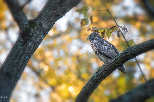 virginia autumn bird fall hawk jamesriver raptor redshouldered sunrise wildlife henrico unitedstatesofamerica