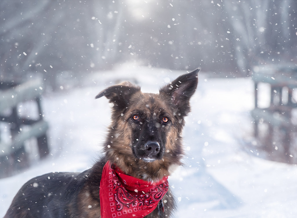 Winter Shepherd | A German Shepherd dog in the snow on a cou… | Flickr