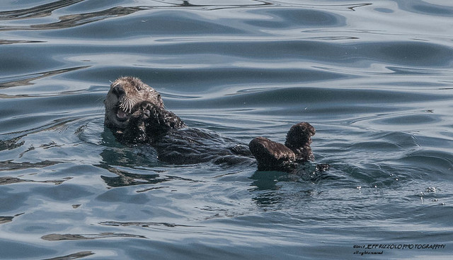 Catching Some Warmth, Sea Otter (Enhydra Lutris), Alaska 2019, Wildlife  ::  4