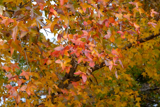 Arlington Autumn 02 11.24.19