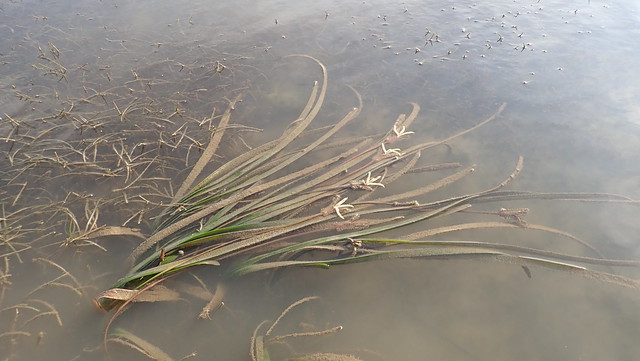Tape seagrass (Enhalus acoroides) with female flowers