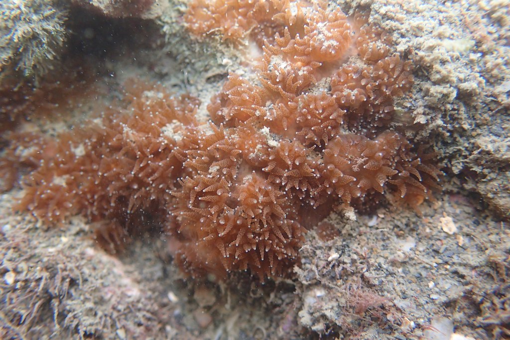 大潭藻礁研究與保育