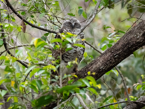 Powerful Owl fledgling