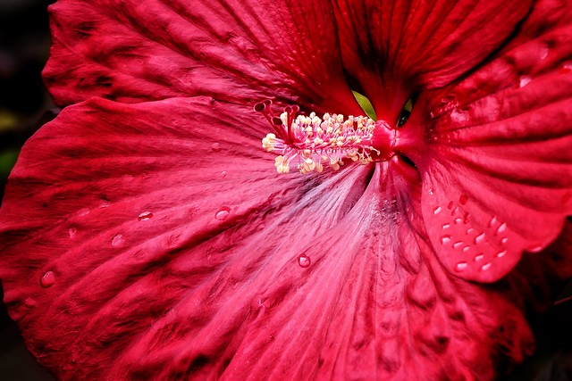 A Red Hibiscus in all its Glory.