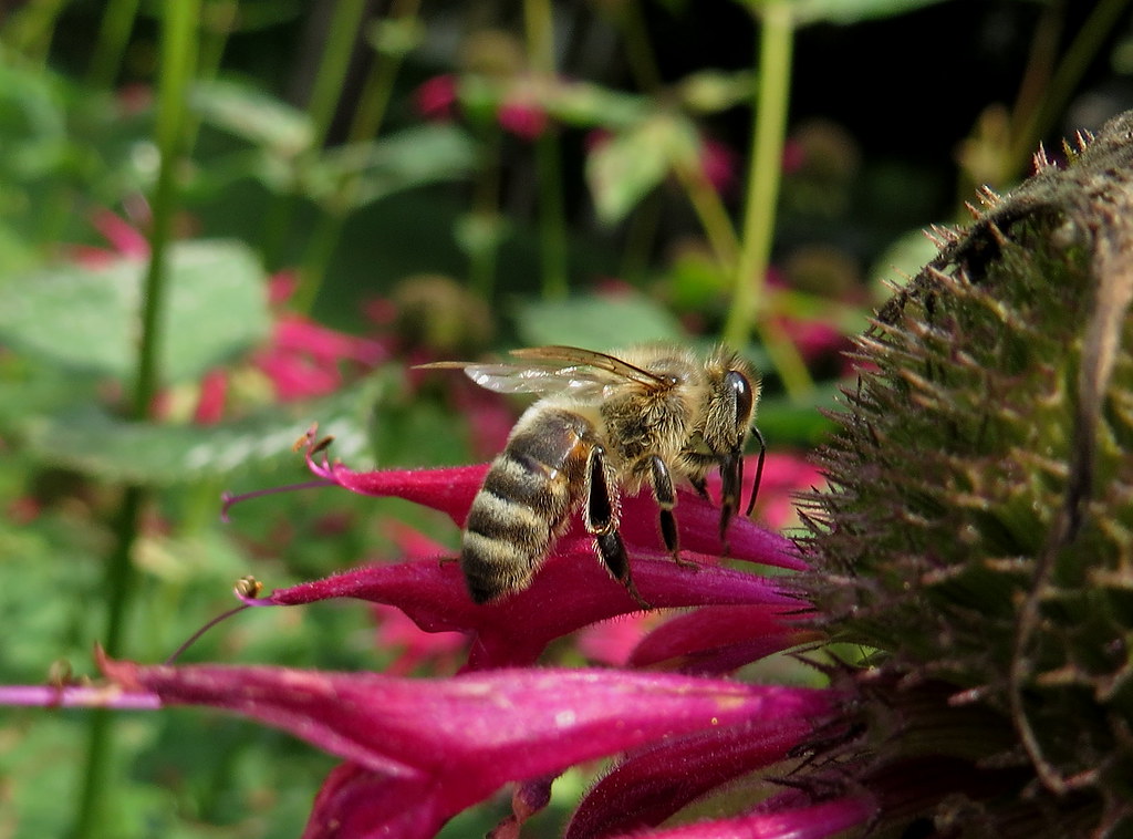 Honey Bee Feeding On A Red Bee Balm Flower IMG_2853