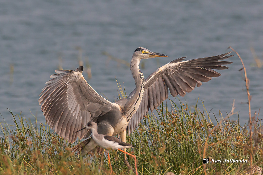 A Grey Heron Landing