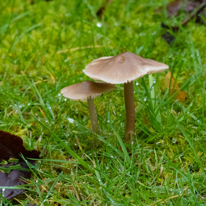 Mycena species on a lawn
