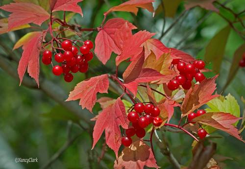 wildcranberries highbushcranberries berries fall manitoba canada thanksgiving2019 naturethroughthelens