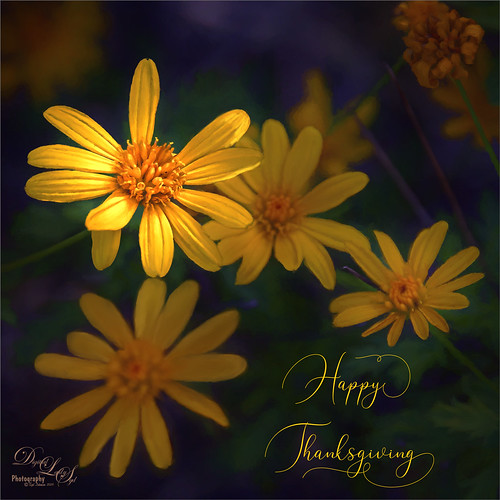Happy Thanksgiving wishes with yellow daisies