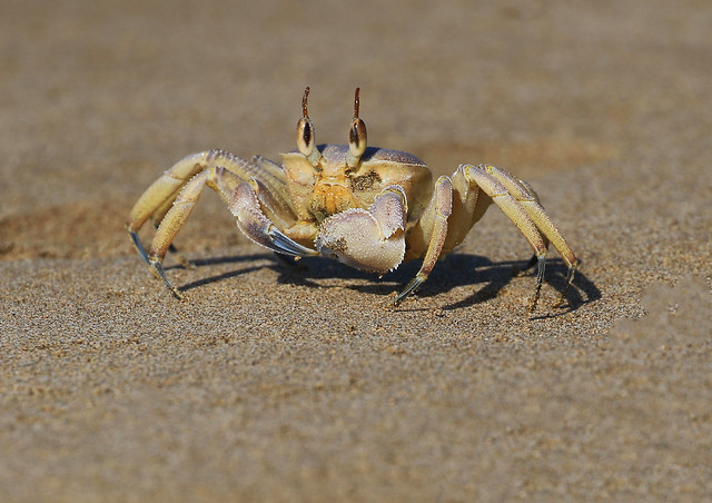 Rounded Ghost Crab