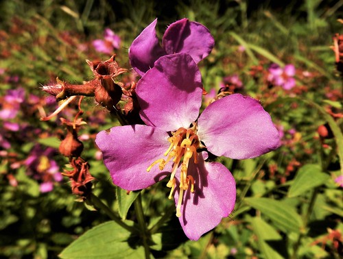 virginia meadowbeauty rhexia virginica wisconsin wetland wildflower