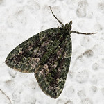 Olivgrüner Bindenspanner (Red-green Carpet, Chloroclysta siterata)