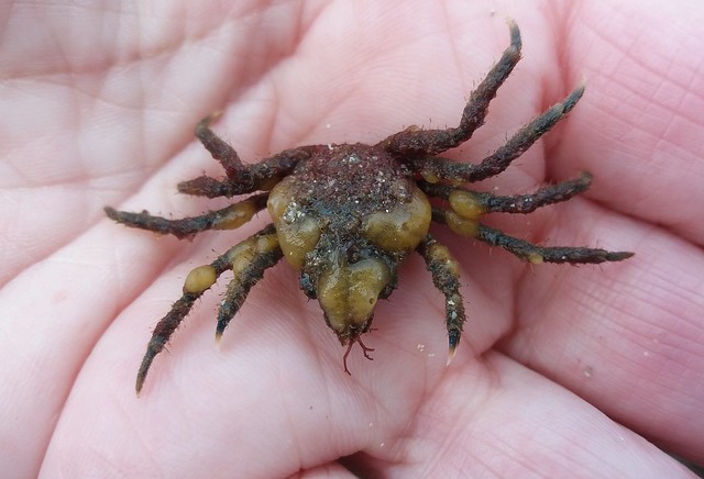 Spider Crab.