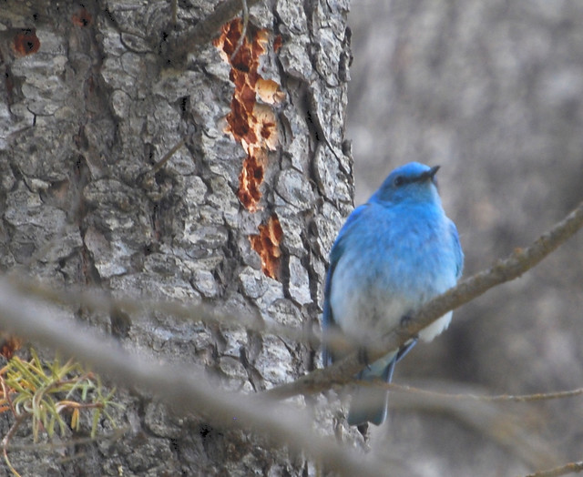 MOUNTAIN BLUE BIRD.  TULAMEEN,  BC.