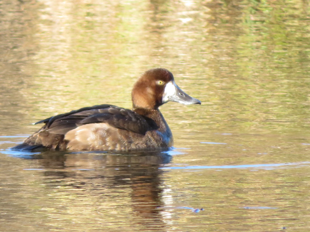 Female Ring-necked duck.