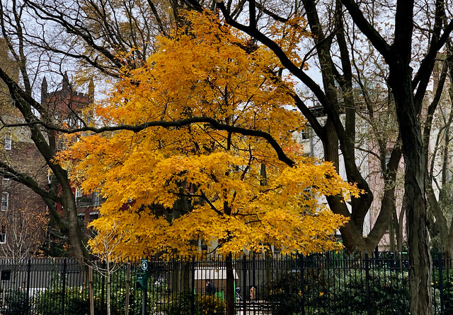Yellow - Clement Clarke Moore Park, New York City
