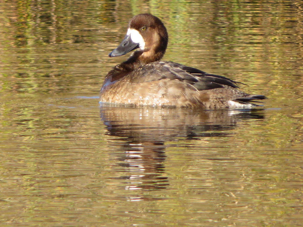 Female Ring-necked duck