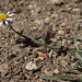 Flickr photo 'Washoe fleabane, Erigeron eatonii var. sonnei' by: Jim Morefield.