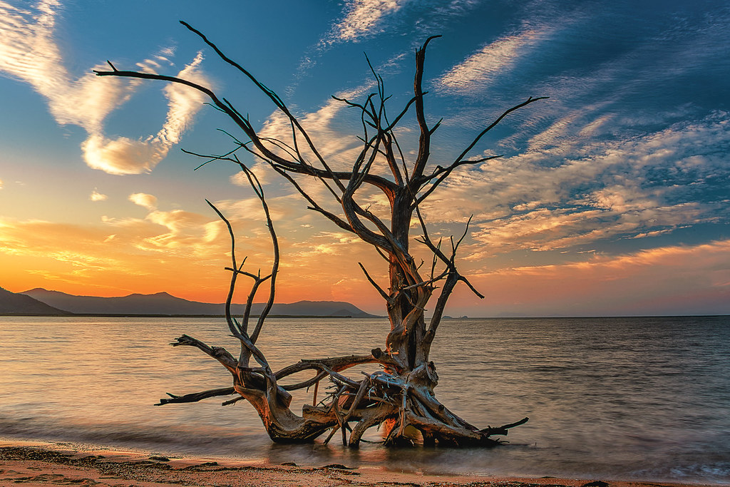 Rolling Bay driftwood at sunset