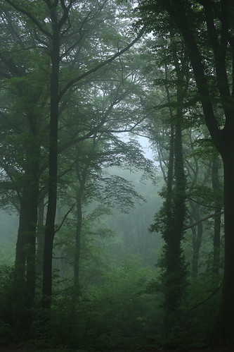 Fog | by Sedna 90377