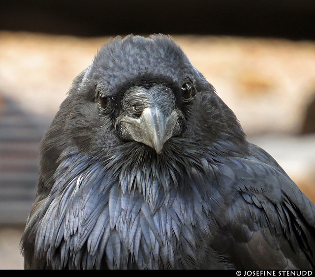 20160826_06 Raven (Corvus corax) at the campground near Grand Canyon, Arizona