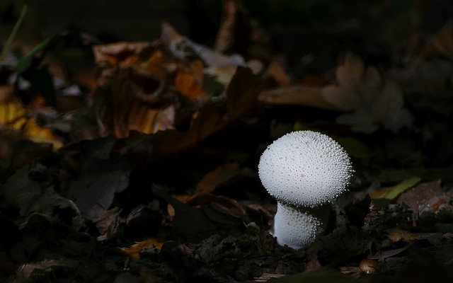 Common puffball mushroom - Parelstuifzwam - Vesse-de-loup perlée - Flaschen-Stäubling - Lycoperdon perlatum (Agaricales - fam.  Agaricaceae)