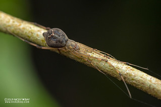 Comb-footed spider (Moneta sp.) - DSC_0559
