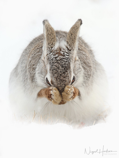 Mountain Hare