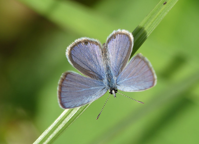 Ceraunus Blue (Hemiargus ceraunus)