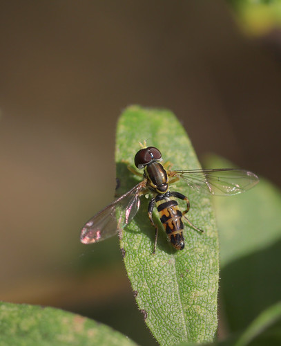 insect diptera hoverfly syrphidae syrphinae toxomerus toxomerusgeminatus northcarolina piedmont canonef180mmf35lmacrousm fridayflyday inaturalist