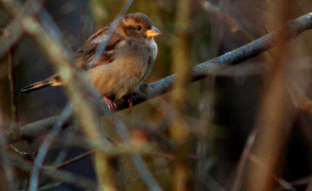 House sparrow, Passer domesticus, Gråsparv