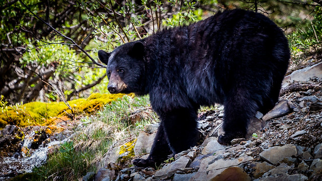 American Black Bear, Canada