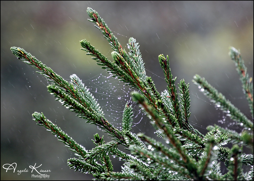 Pine With Webs & Rain.....