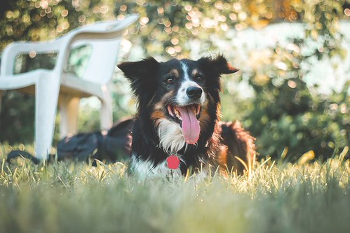 Woof Woof ! Sales Gonna End today | by jacobthomas.gt