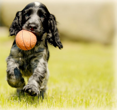 Woof Woof ! Sales Gonna End today | by jacobthomas.gt
