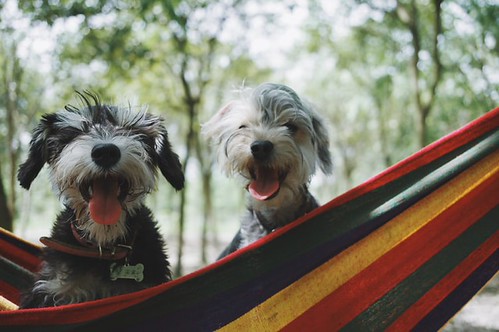 Woof Woof ! Sales Gonna End today | by jacobthomas.gt