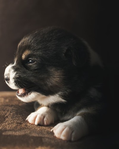 Woof Woof ! Sales Gonna End today | by jacobthomas.gt