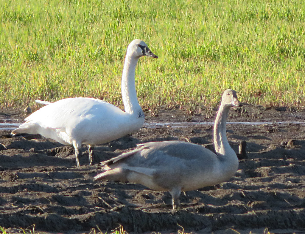 The Trumpeter Swans  have arrived.