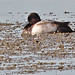 Flickr photo 'Lesser Scaup (Aythya affinis)' by: Mary Keim.