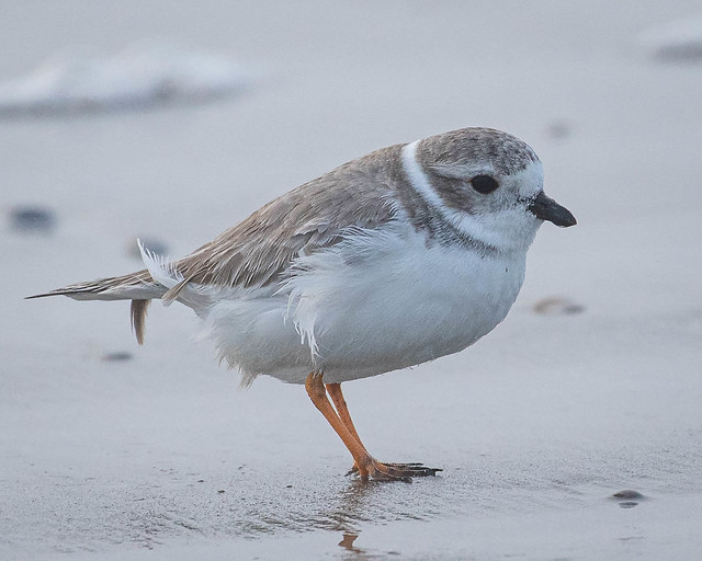 Piping Plover on the beach
