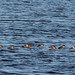 Flickr photo 'Ruddy Ducks (Oxyura jamaicensis)' by: Mary Keim.