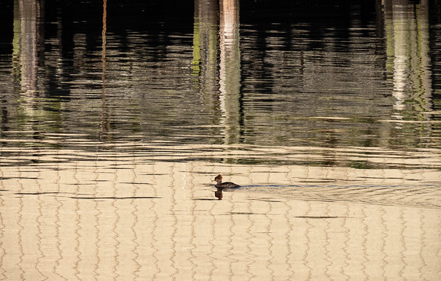 Merganser and reflections