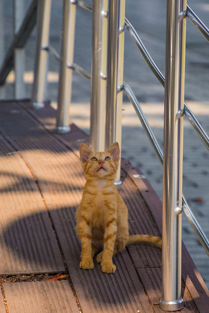 street kitten in istanbul