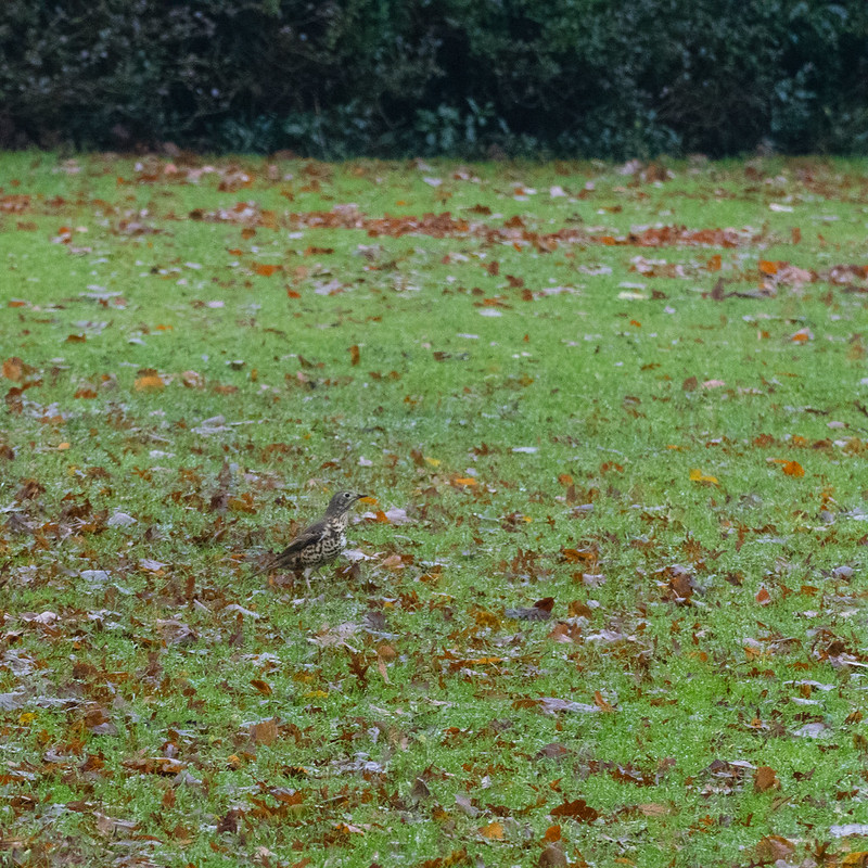 Mistle thrush searching
