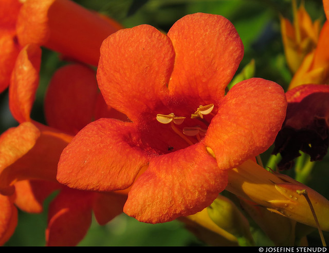 20170708_06 Orange-red, funnel-shaped flower of Campsis x tagliabuana | Vis Island, Croatia