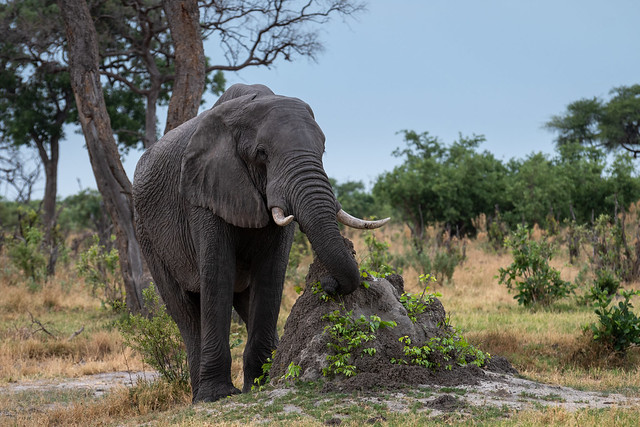 Afrikanischer Elefant / African Bush Elephant